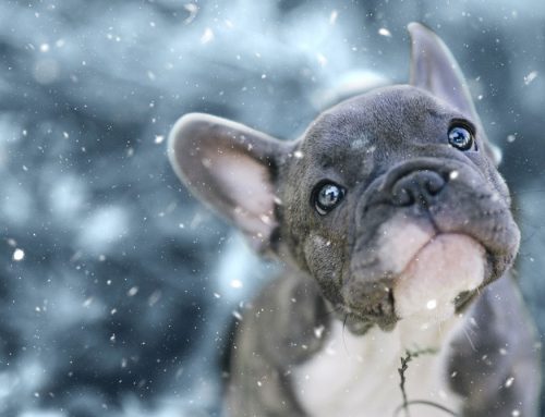 Tips to protect your pet in the winter