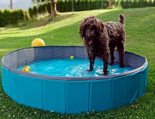 Hot weather tips for your pet