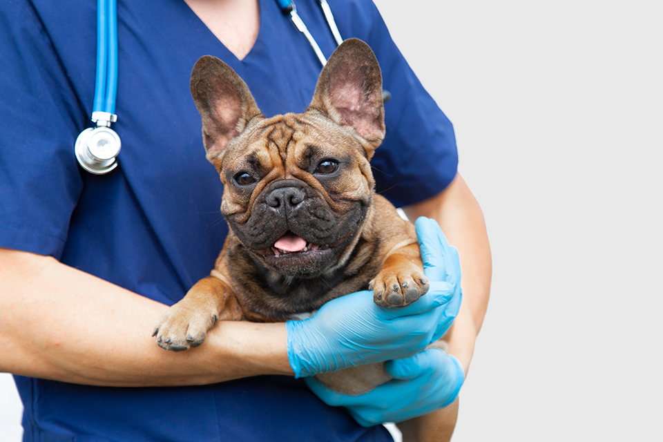 Wellness Vet in Mattawan Family Pet Health Center