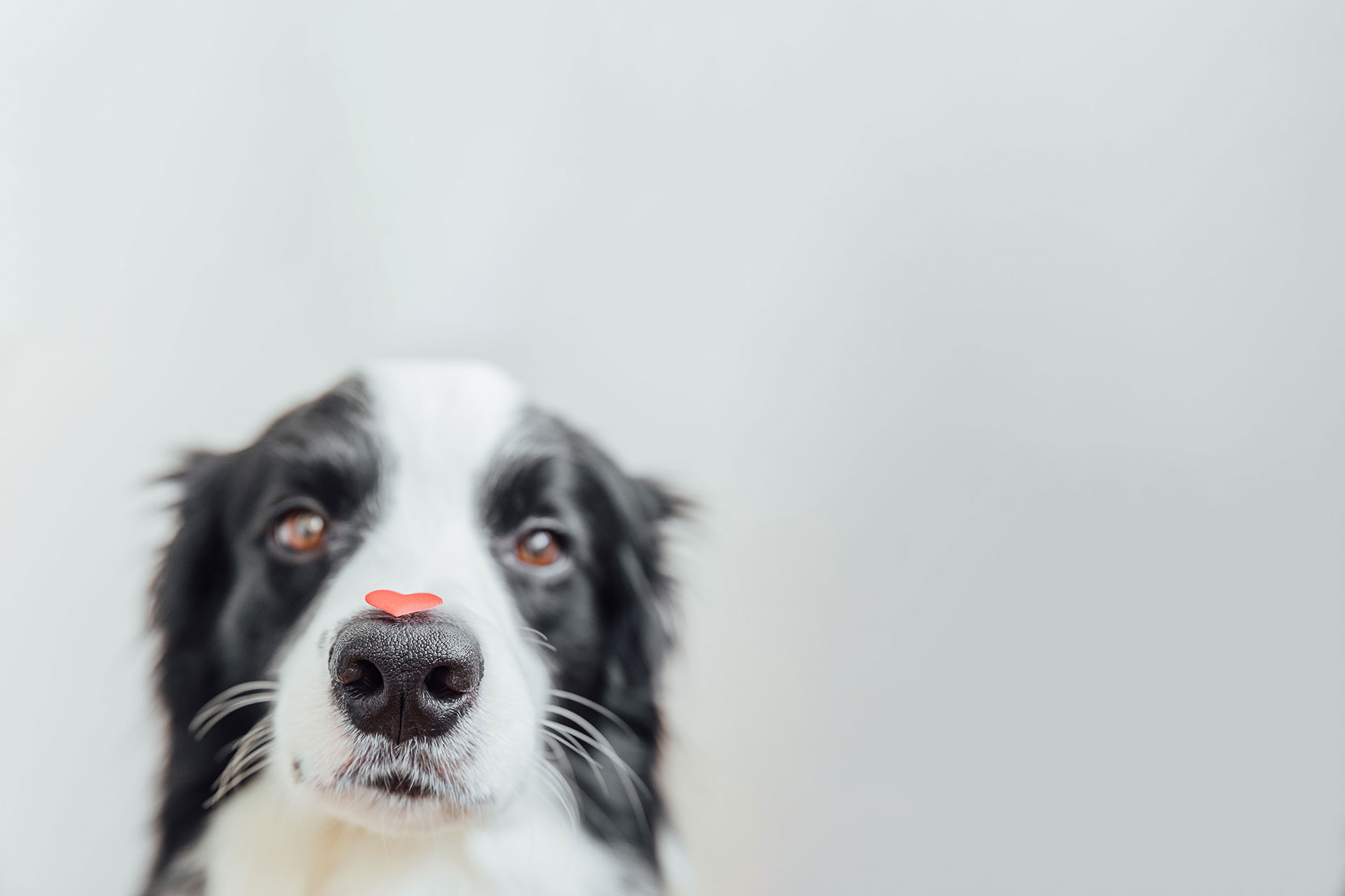 Veterinarian in Mattawan Vet Near You Family Pet Health Center