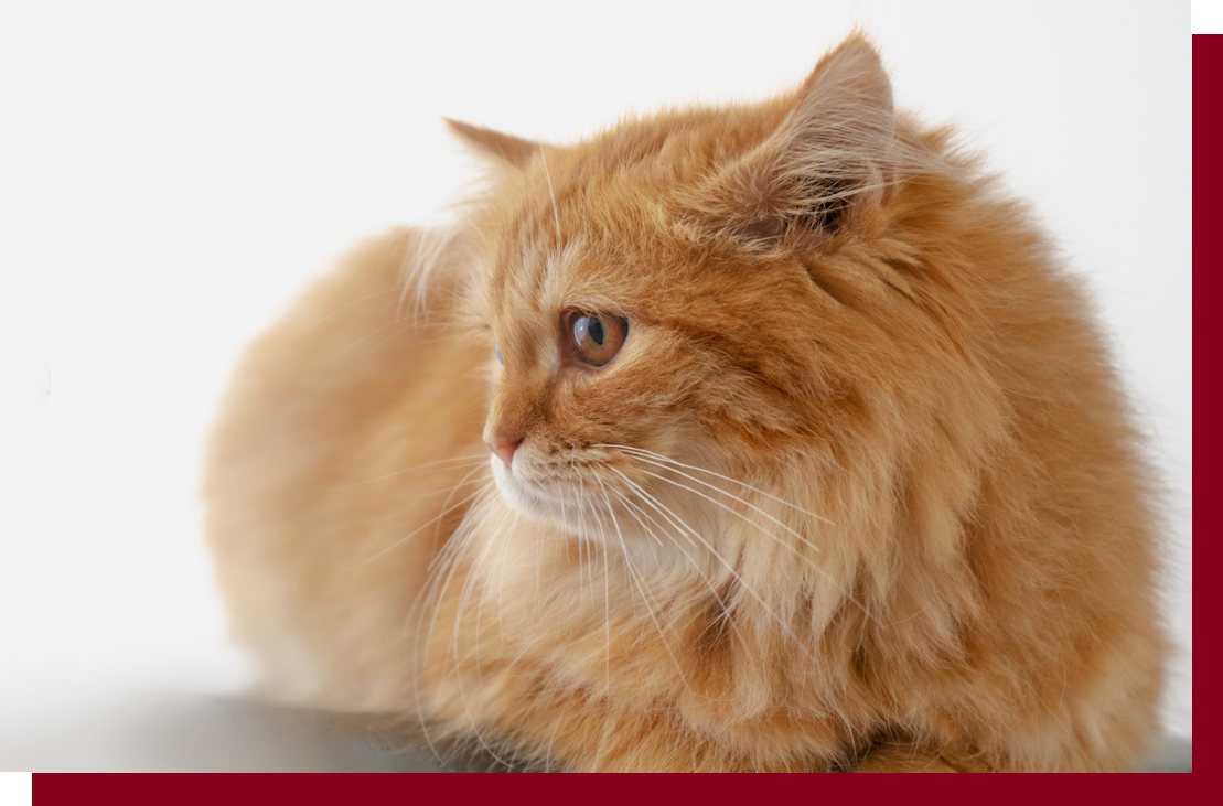 Veterinarian in Mattawan Vet Near You Family Pet Health Center