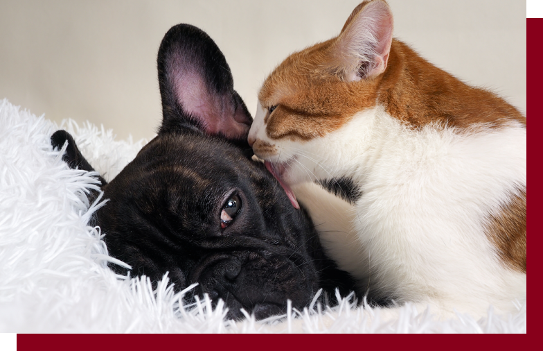 Veterinarian in Mattawan Vet Near You Family Pet Health Center